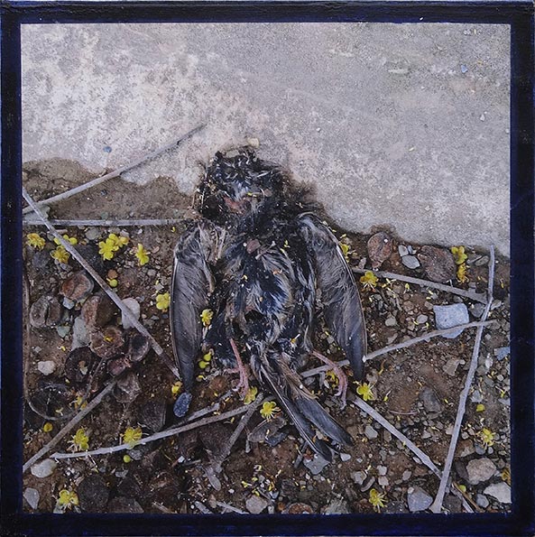 Paint on photographic print of a dead bird