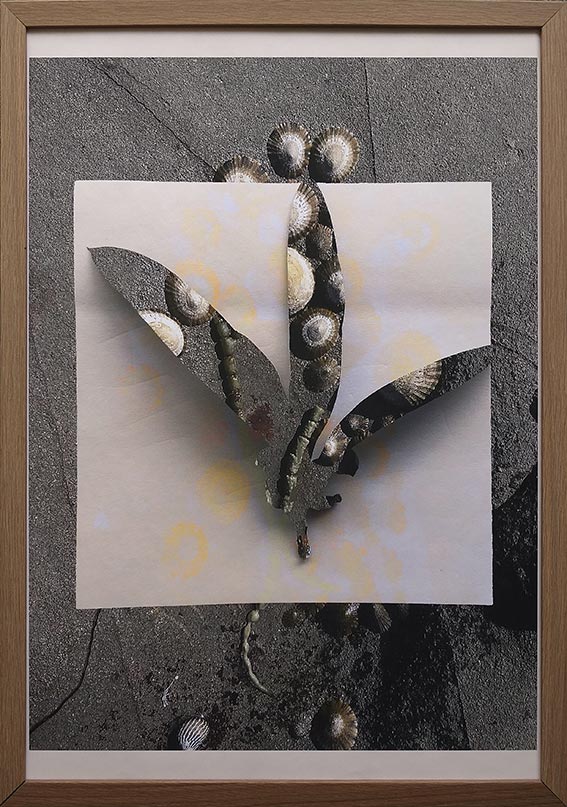photo of paper postit with leaf cutout, digitally layered on photo of limpets on coastal rock digitally