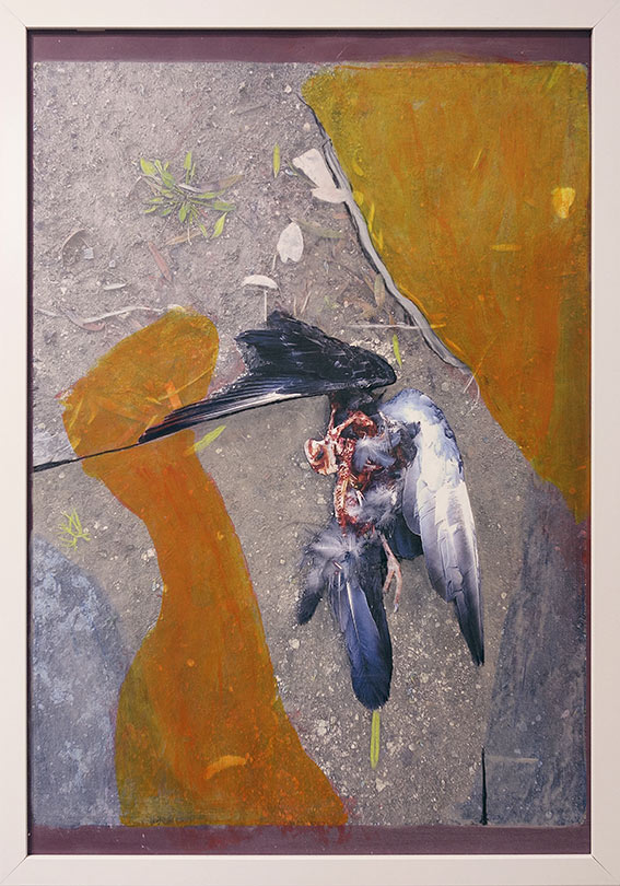 photo of dead pigeon with gut eaten, with translucent orange paint holding it in place
