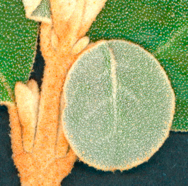 Close-up of a small green leaf with the surface textured by microscopic star hairs, attached a 'fluffy' looking yellowish stem. In the background are larger green spotty leaves.