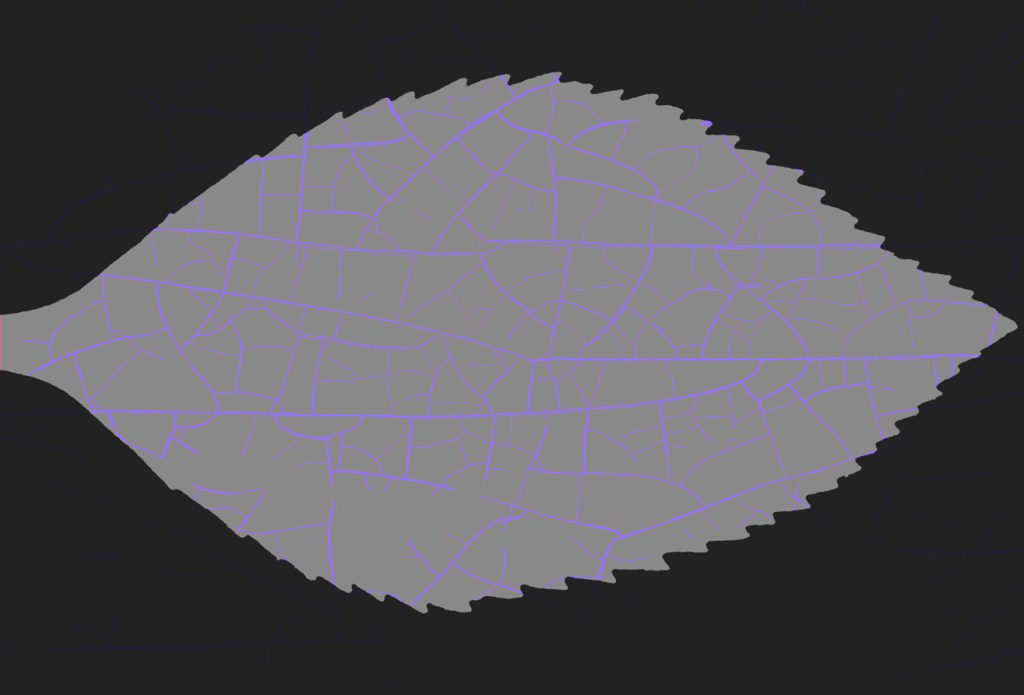 A grey silhouette of a leaf with a deeply toothed margin and purple net veins from a different leaf superimposed on it, sitting on a black background.