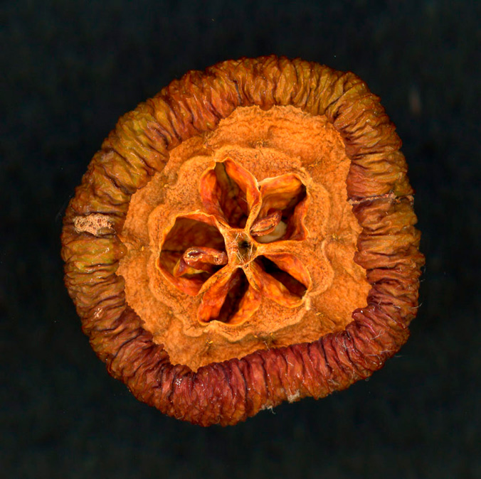 Close-up view of the cross-section of a dried fruit, showcasing its star-shaped seed arrangement and the dried wrinkled outer skin layer.