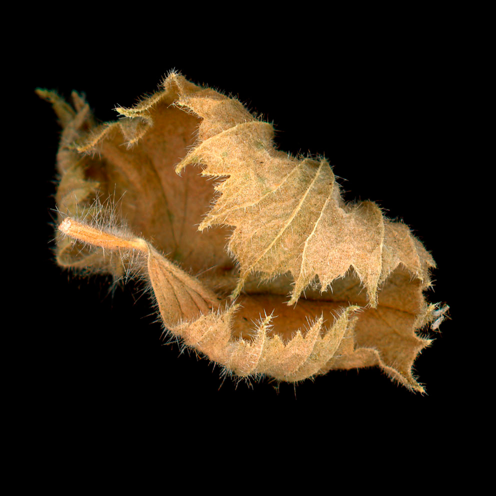 A close-up, detailed view of a dried leaf with delicate hairs along the edges, sitting diagonally on a black background.