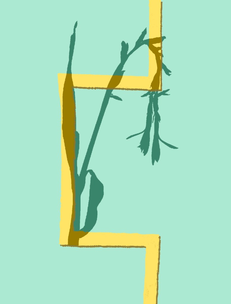 A section of plant as a translucent shadow superimposed on a rectangular yellow 3D geometric line-shape with soft muted green background.