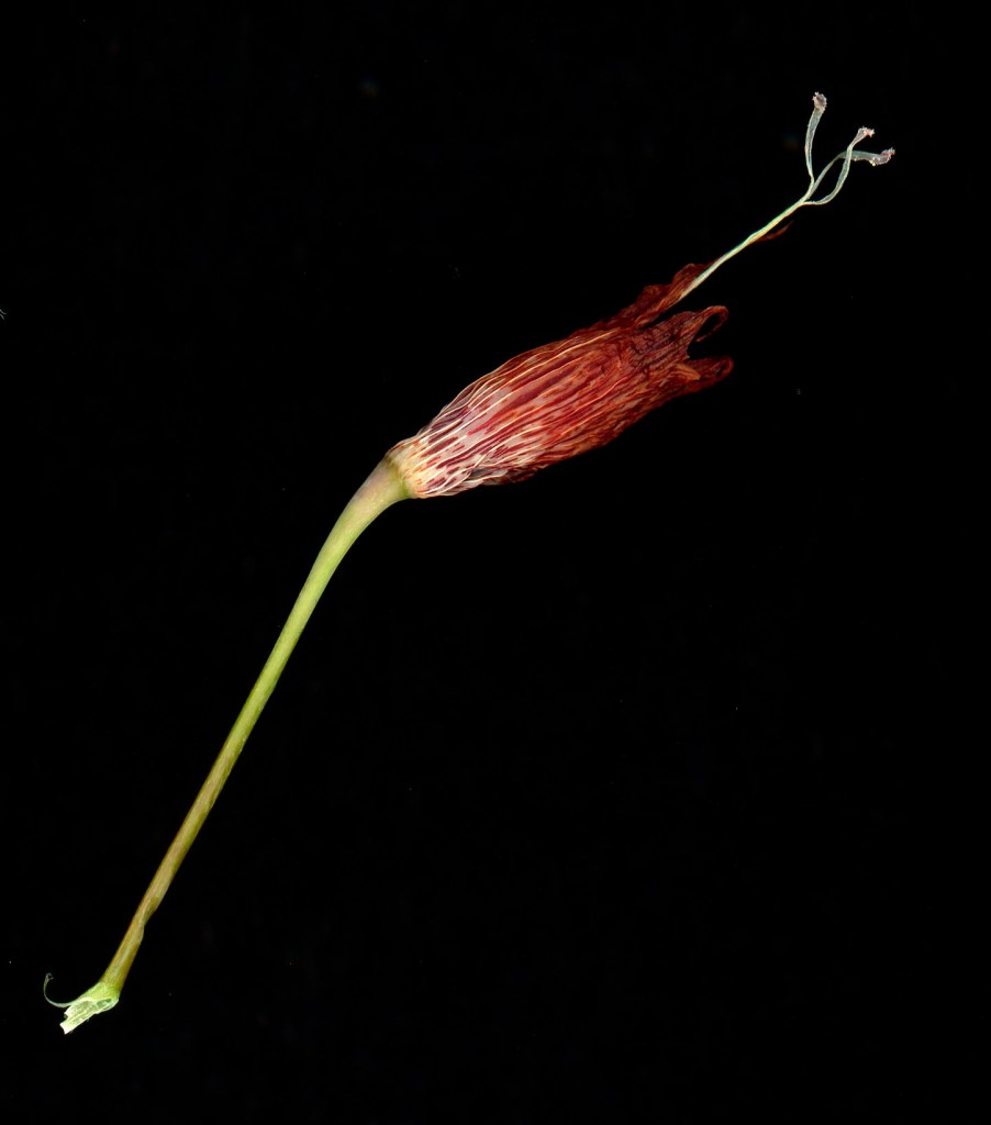 A high resolution scan of a flower after petals have fallen, a long green stem ending with red textured bracts enclosing the ovaries, set against a black background.