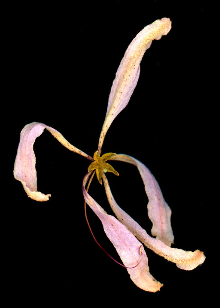 Delicate flower with 5 elongated pink petals and a yellow center against a black background.