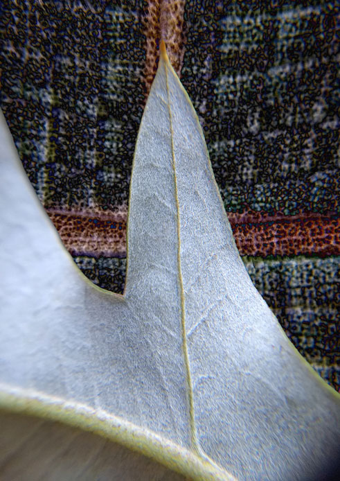 the grey velvety underside of a pointed lobe of a grevillea leaf photographed on a checked cloth background