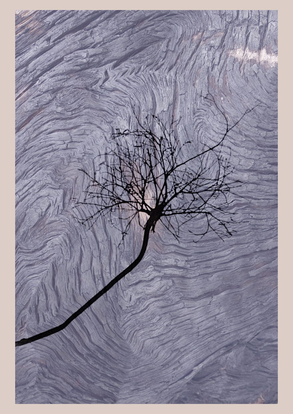 A black shadow of small branch superimposed on textured hard grey piece of timber